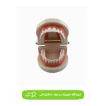 ماکت دندان ساده BilKim